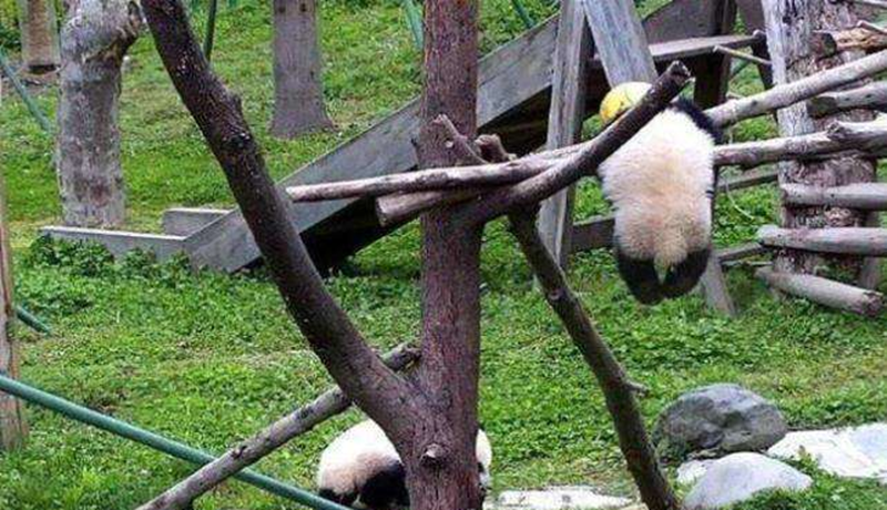 熊猫仔绕颈窒息致死，警示“孩童与胎儿保护”